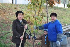 Новая аллея молодых саженцев появилась в эти дни в парке на Черном озере.