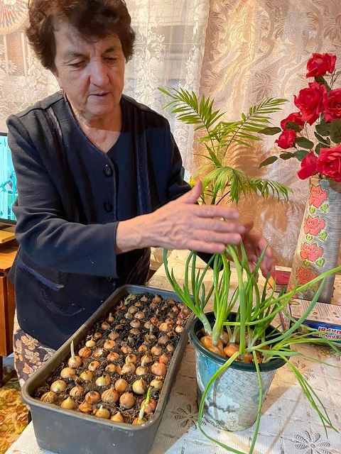 Выращиваем лук на подоконнике